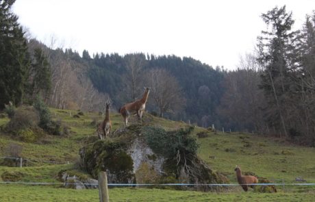 Neujahrstour 2023 (3) Bikemania tours Neujahrstour 2023 Seebodenalp